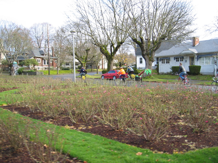 navigating the perilous bare rosebushes of Ladd's addition