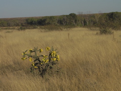 cholla and river valley