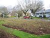 navigating the perilous bare rosebushes of Ladd's addition