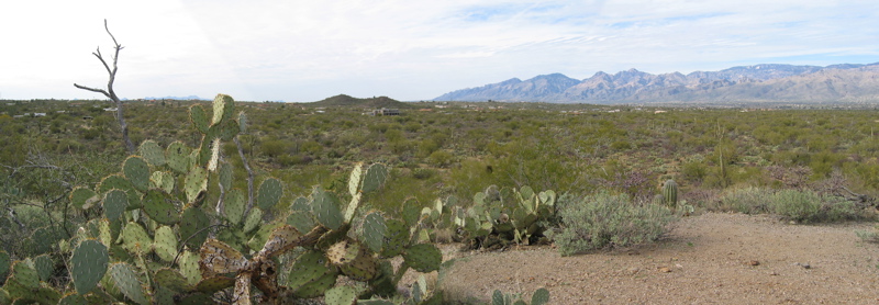 saguaro-panorama-1