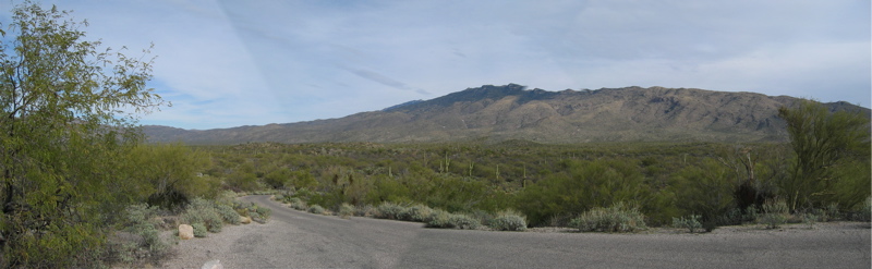 saguaro-panorama-2