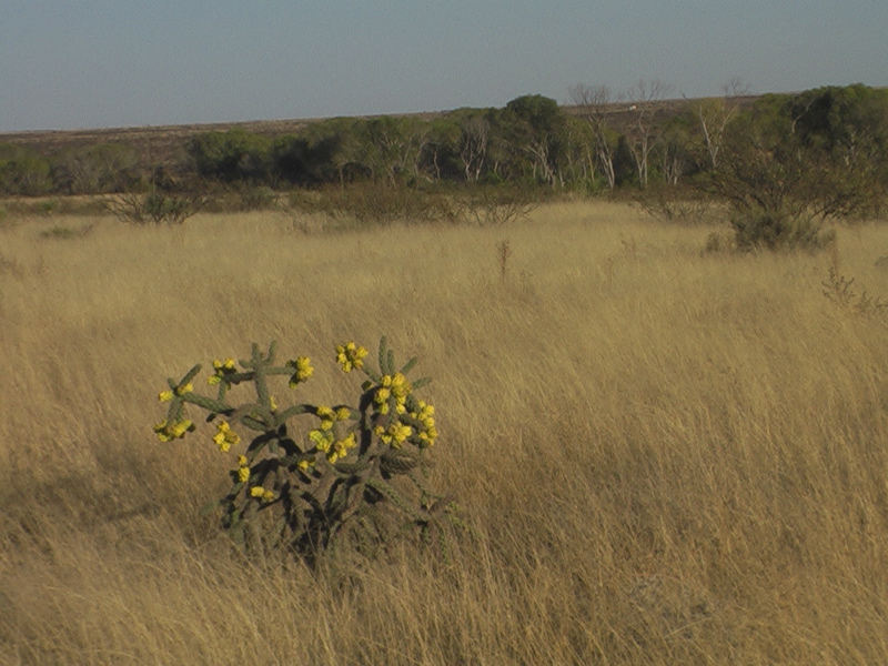 cholla and river valley